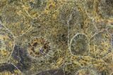 Polished Fossil Coral (Actinocyathus) - Morocco #84979-1
